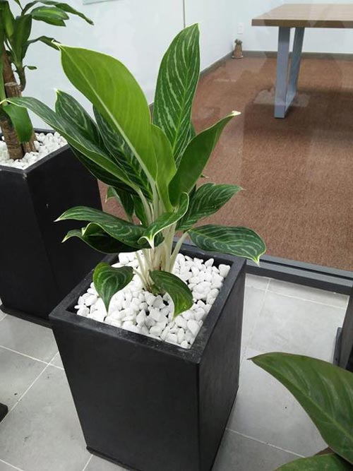 Sỏi tự nhiên trang trí chậu cây, bồn hoa